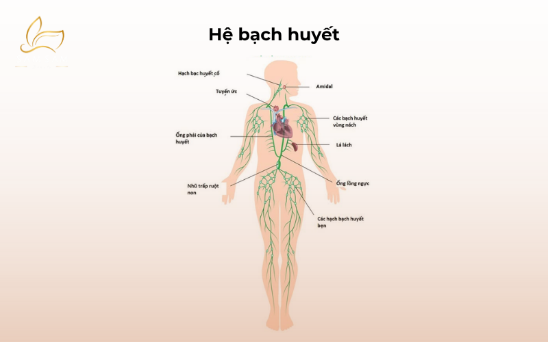Hệ bạch huyết hoạt động như thế nào và vì sao cần massage dẫn lưu bạch huyết tại TPHCM