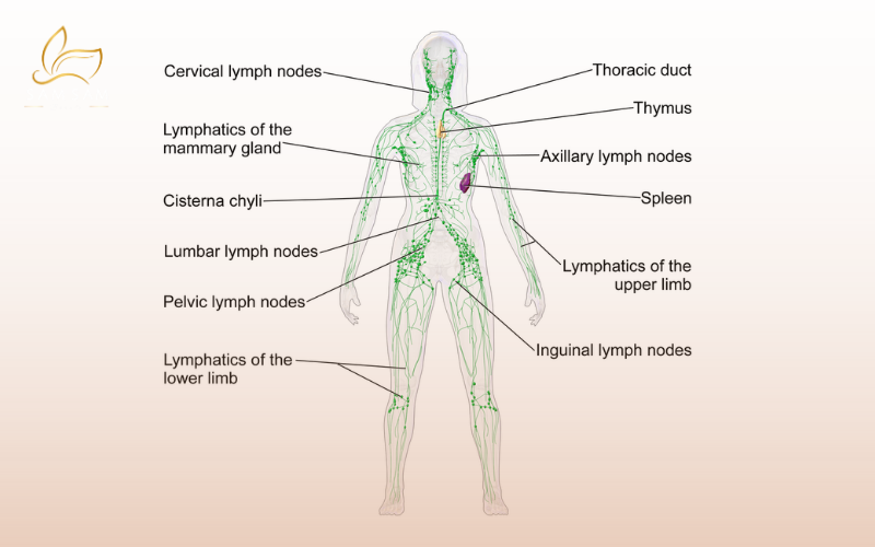 How the lymphatic system works and why lymphatic drainage massage in HCMC helps detox the body